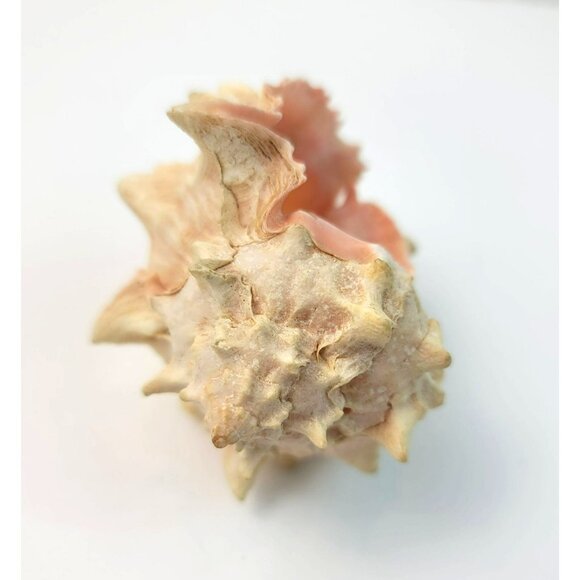 Vintage Pink Murex Conch Shell Conus Marmoreus Bandaus Lamarch  JH1361 - Picture 5 of 14